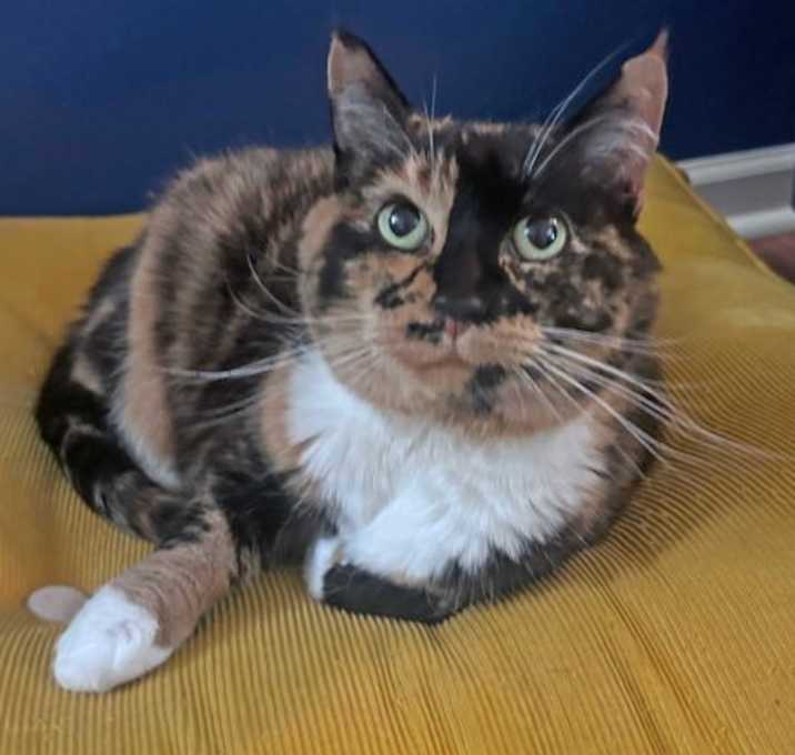 Photo of Nibs