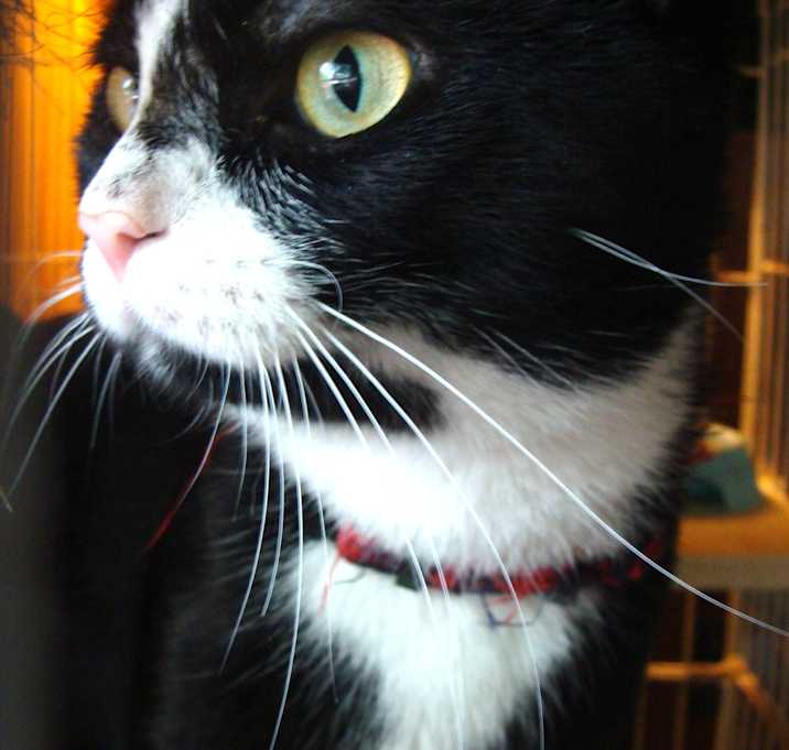 Photo of Dapper (CP)
