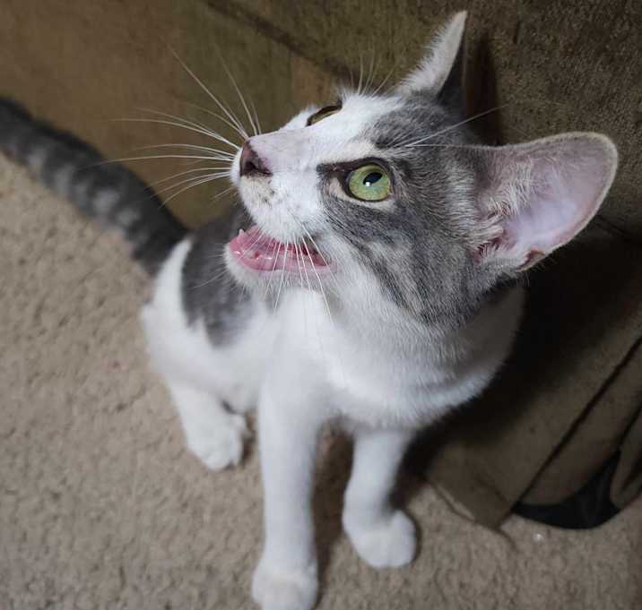 Photo of Cannoli