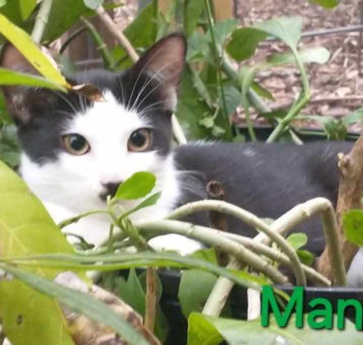 Photo of Mango