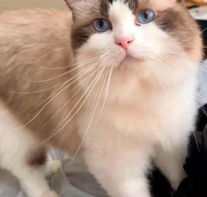 Photo of Star