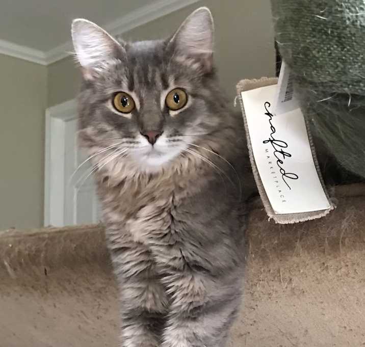 Photo of Kiki