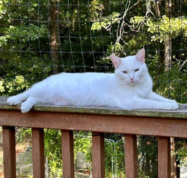 Photo of Whitey Bulger (steals hearts)