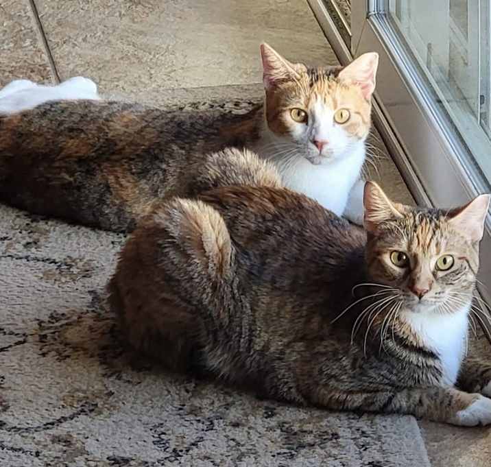 Photo of Pip