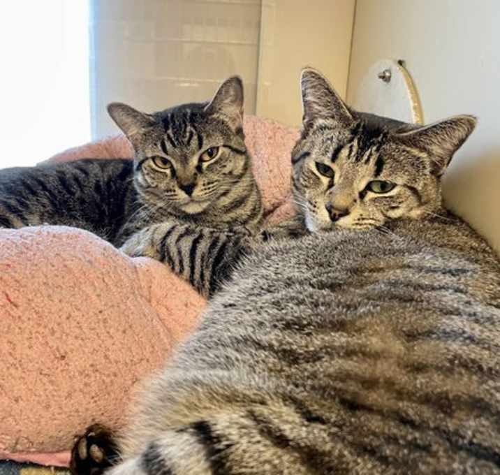 Photo of 173912 Jambalaya & Fergie 173907 (BONDED PAIR)