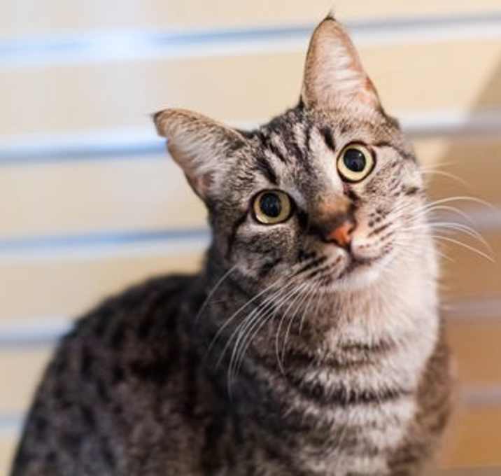 Photo of Goji (bonded with Huckleberry)