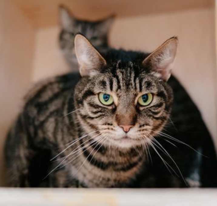 Photo of Huckleberry (bonded with Goji)