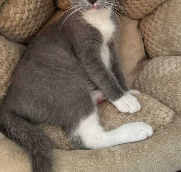 Photo of Blossom
