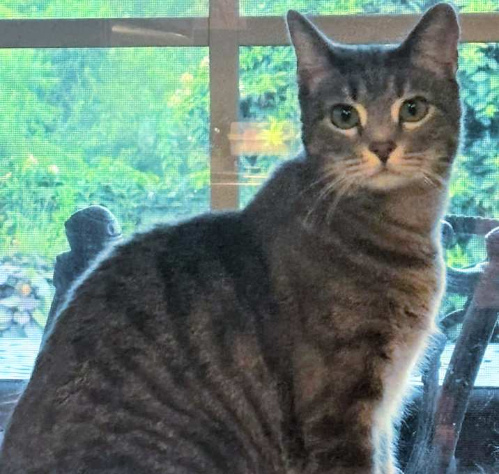 Photo of Silver