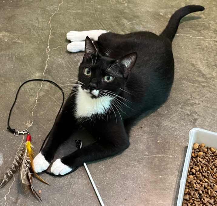 Photo of Salem (100% sponsored)