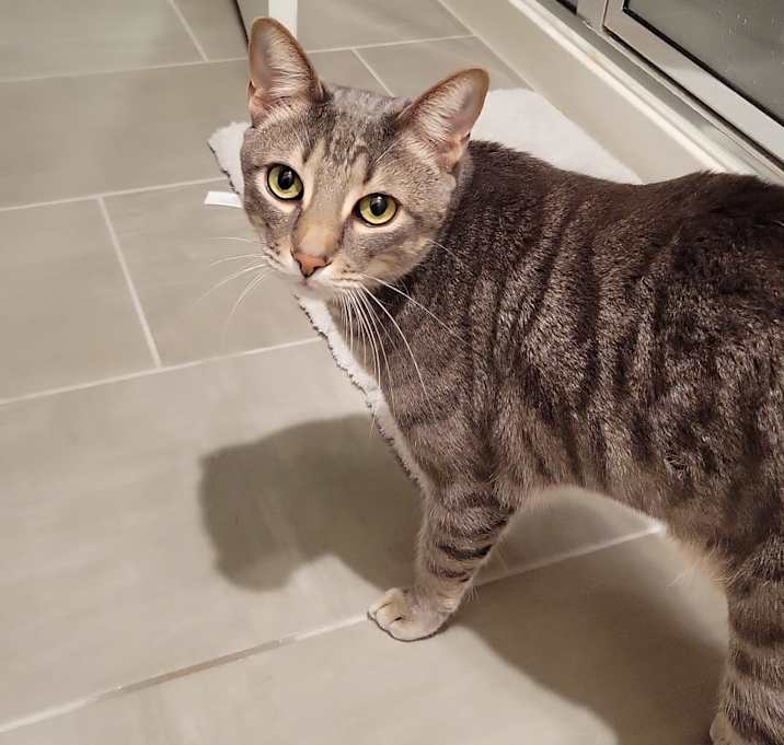 Photo of Grey and snowy