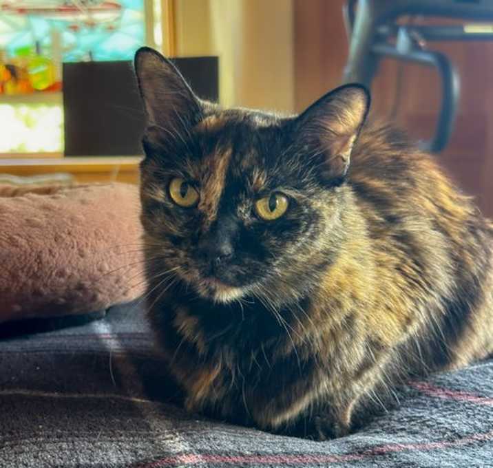 Photo of Petra [Permanent Foster]