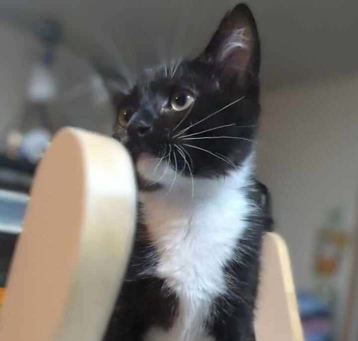 Photo of Odin