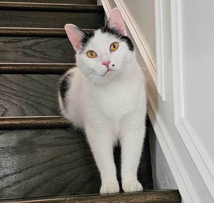 Photo of Morgan