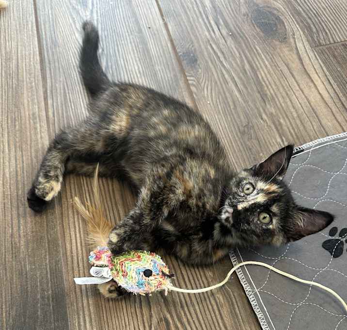 Photo of Marbles- (Carol)