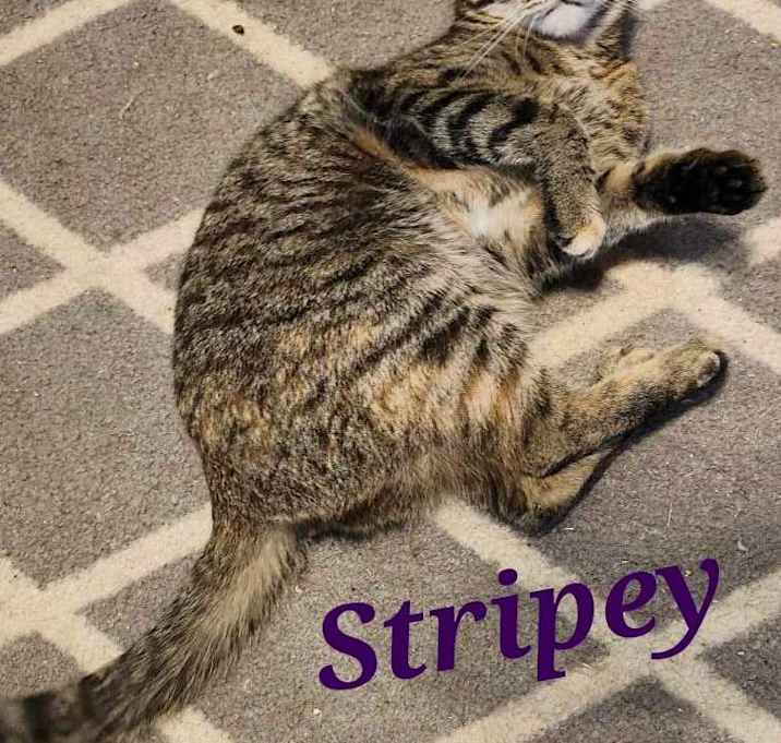 Photo of Stripey