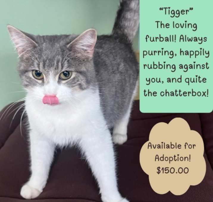 Photo of Tigger