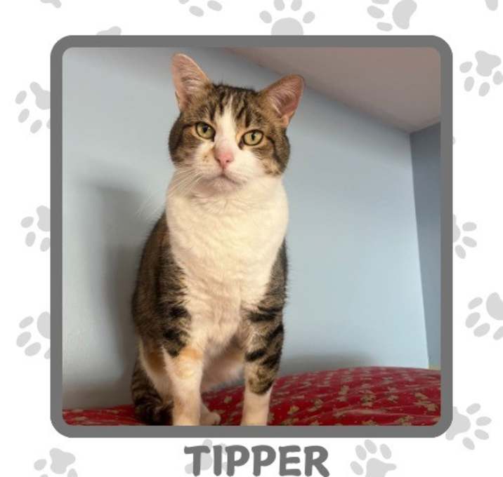 Photo of Tipper