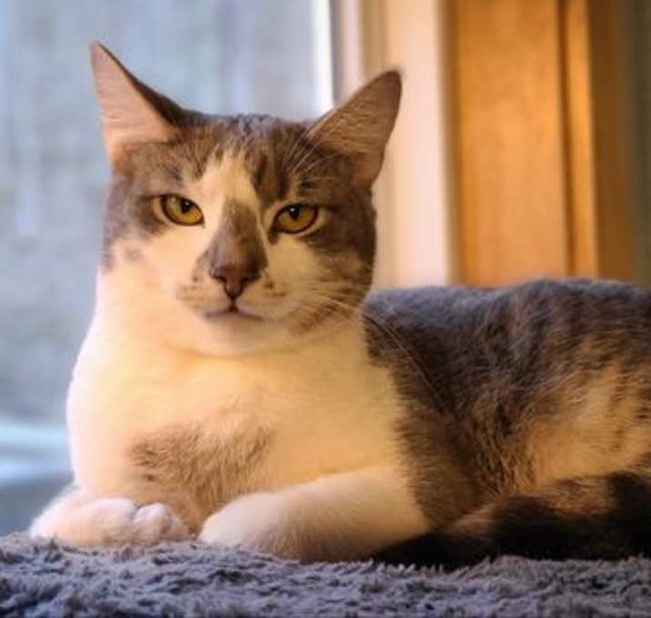 Photo of Henry-prefers to not be touched