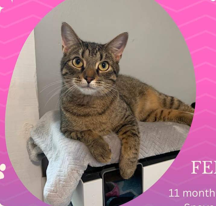 Photo of Fernweh "Fern"