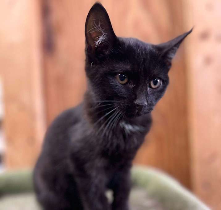 Photo of Jinx