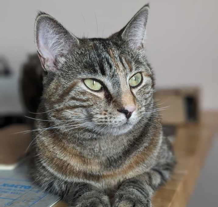Photo of Princess Leia