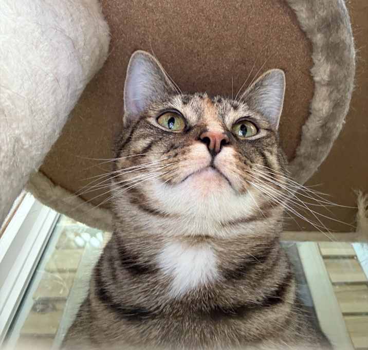 Photo of Parmesan