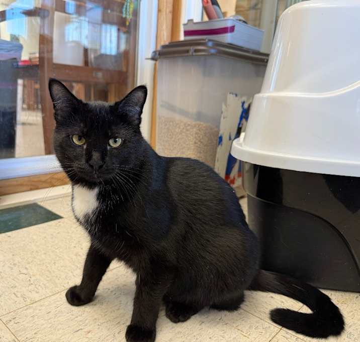Photo of Pepper Jack