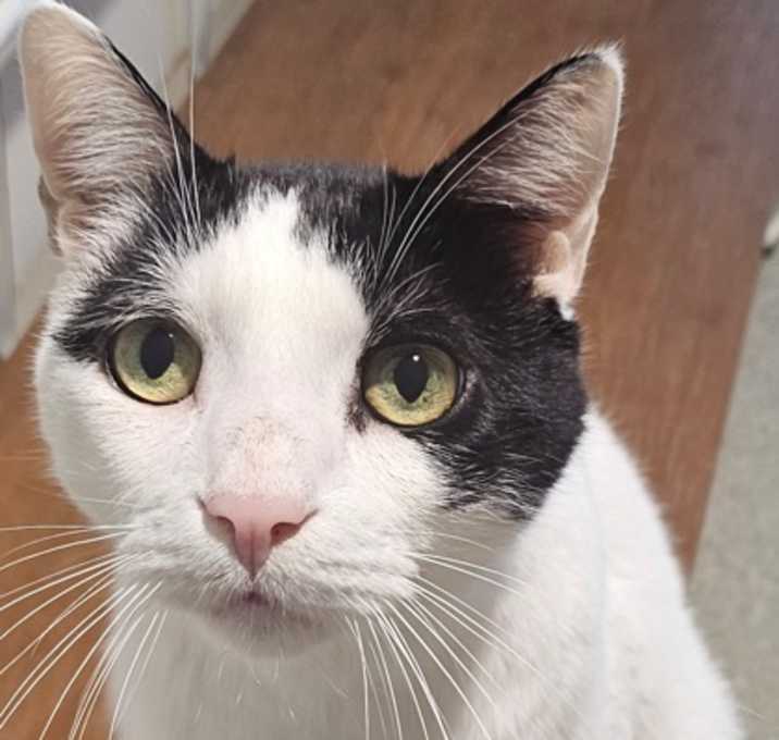 Photo of Spots