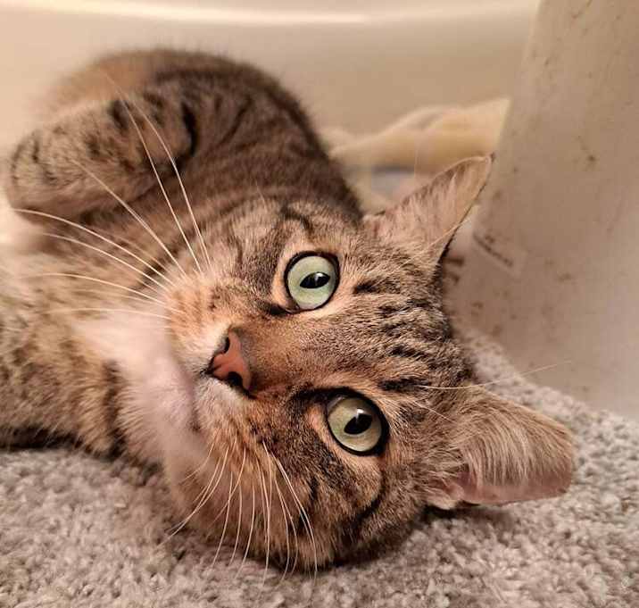 Photo of BB "Baby"
