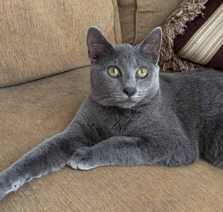 Photo of PATTY-shy/need cat companion