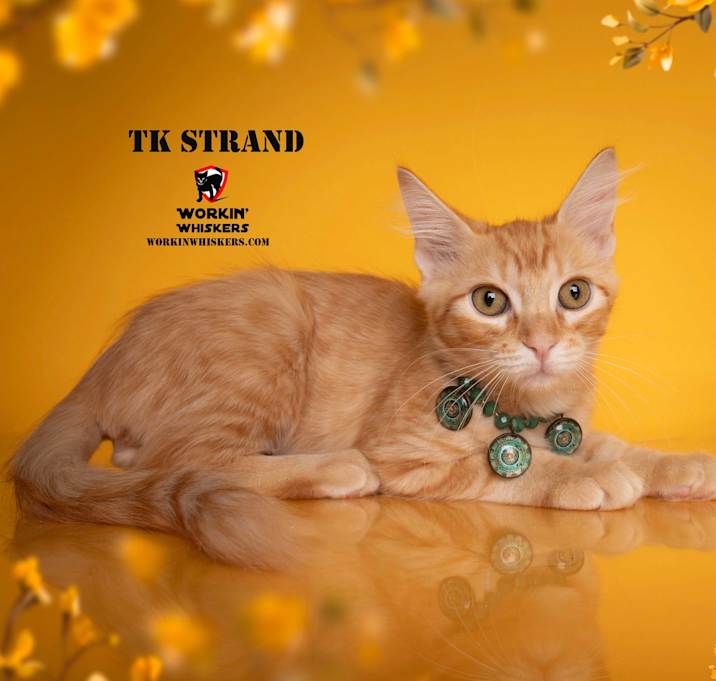 Photo of TK STRAND