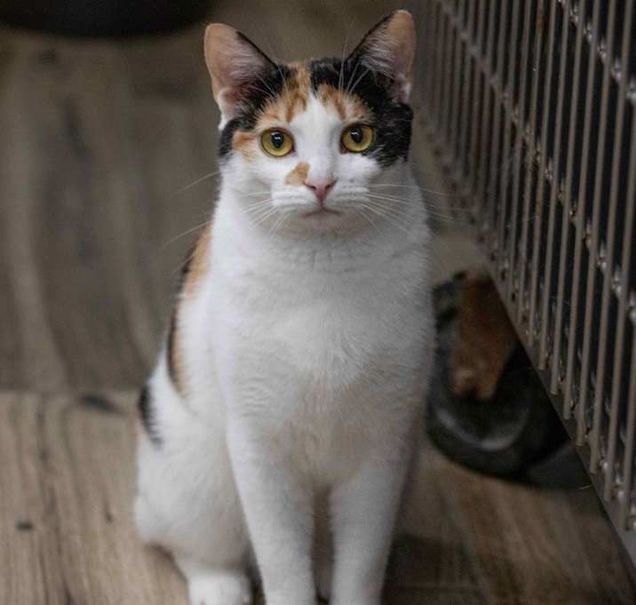 Photo of Charmmy Kitty