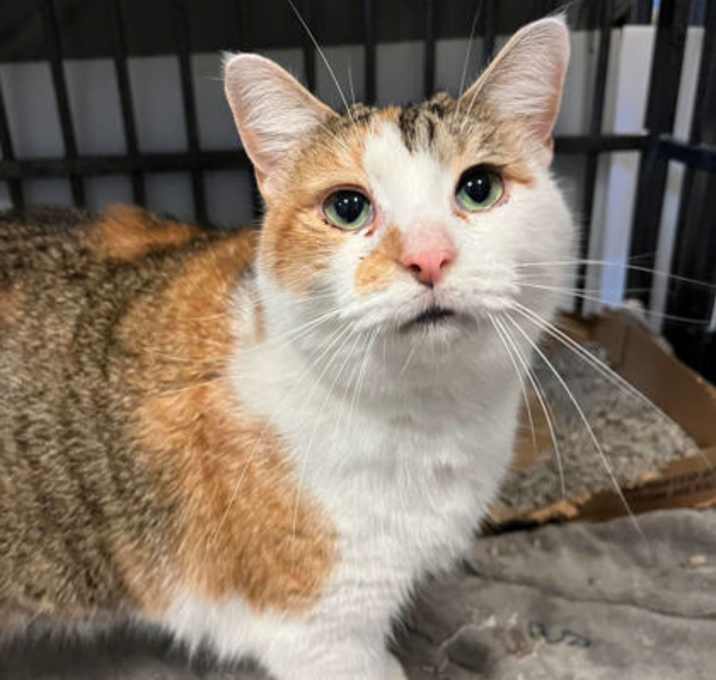 Photo of Princess Peach