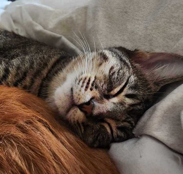 Photo of Jalapeno