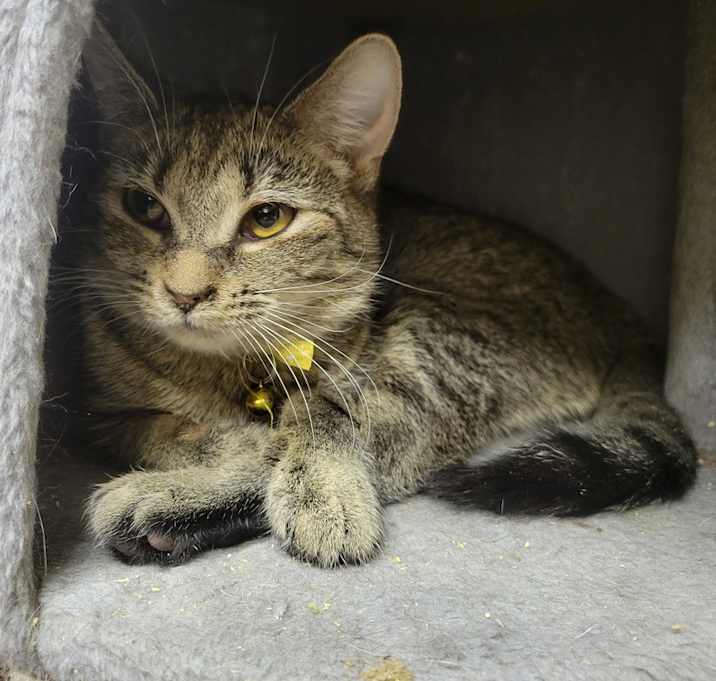 Photo of Octavia