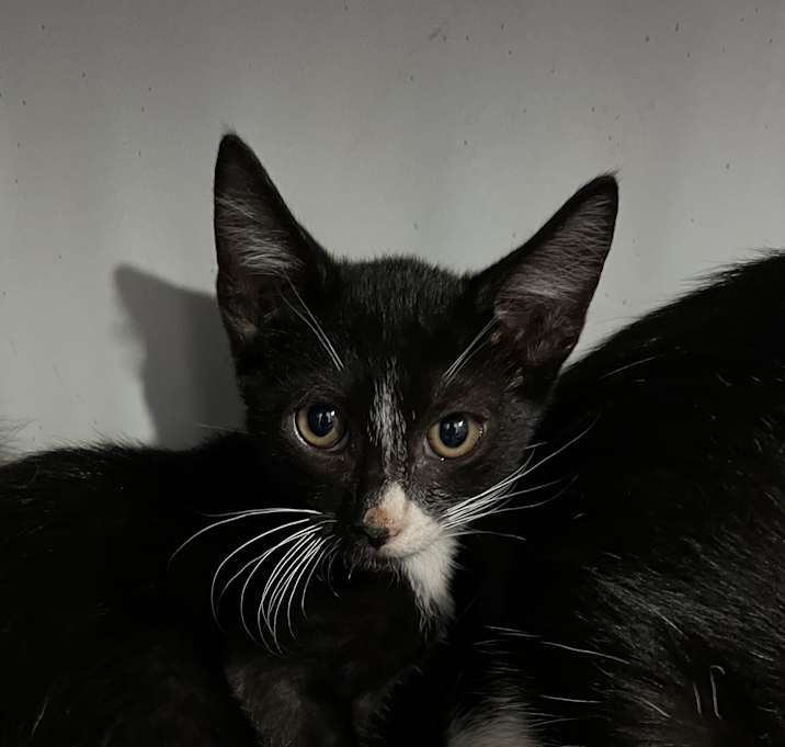 Photo of Pesto