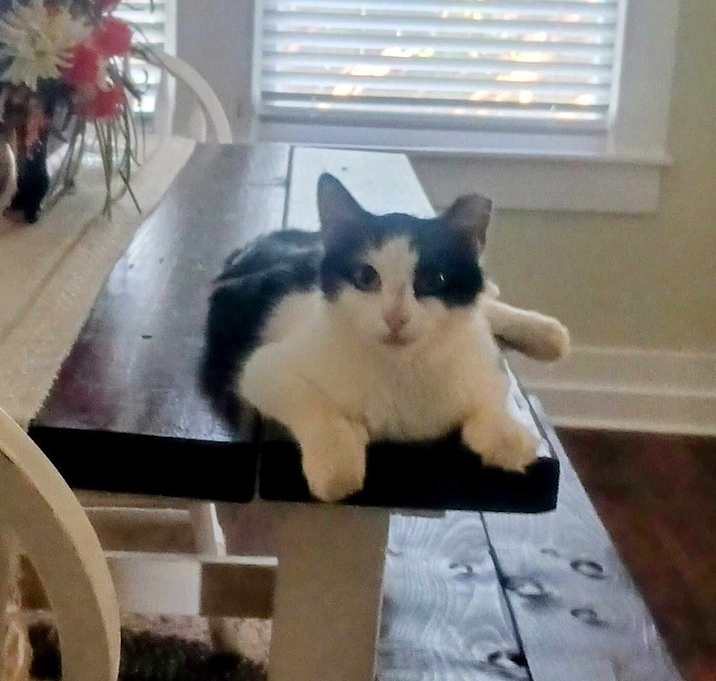 Photo of Millie