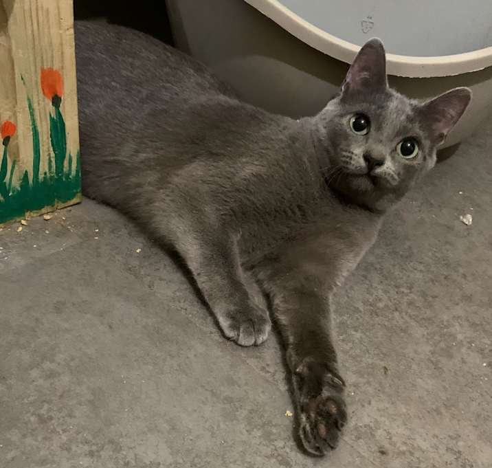 Photo of Poppy