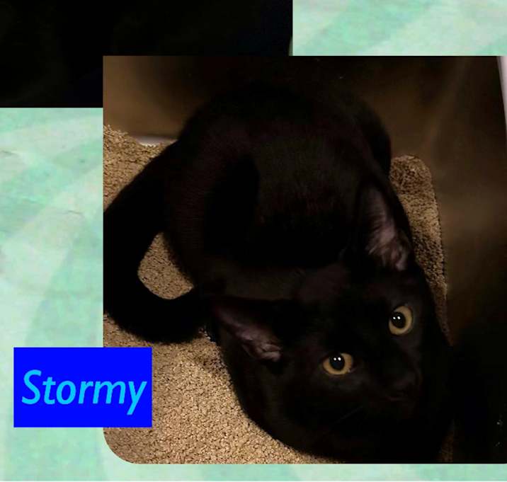 Photo of Dash Knight StormyZiggy