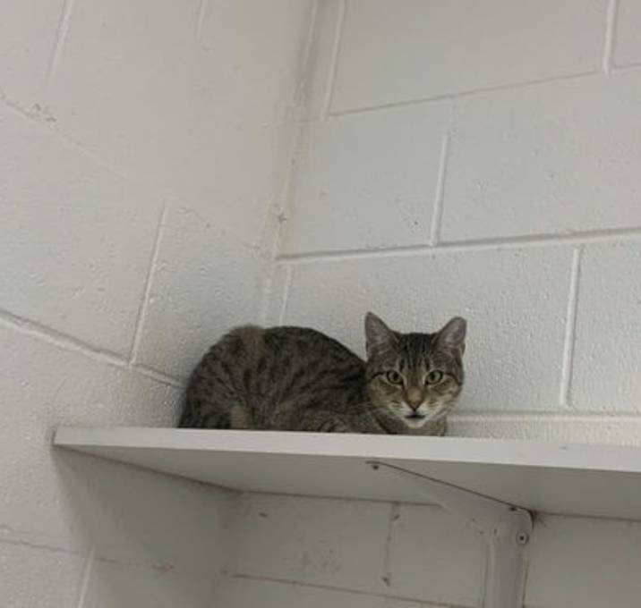 Photo of Scooter
