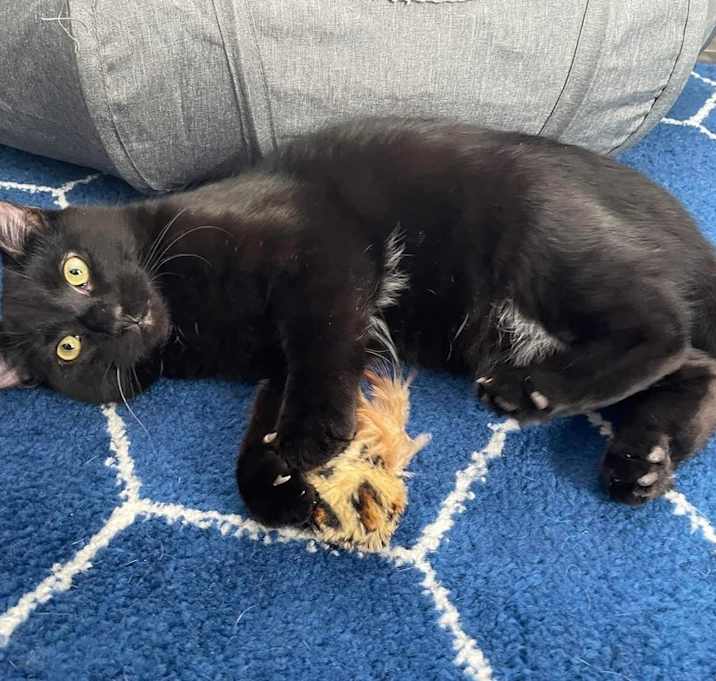 Photo of Zephyr