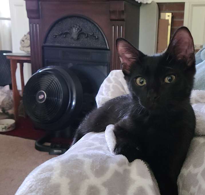Photo of Blackie