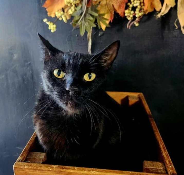 Photo of Ebony
