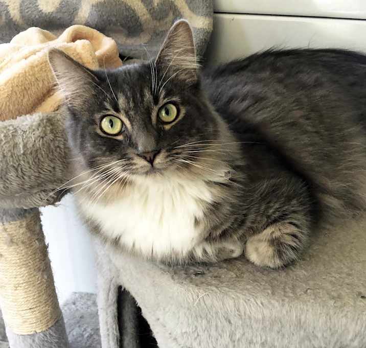Photo of Comet