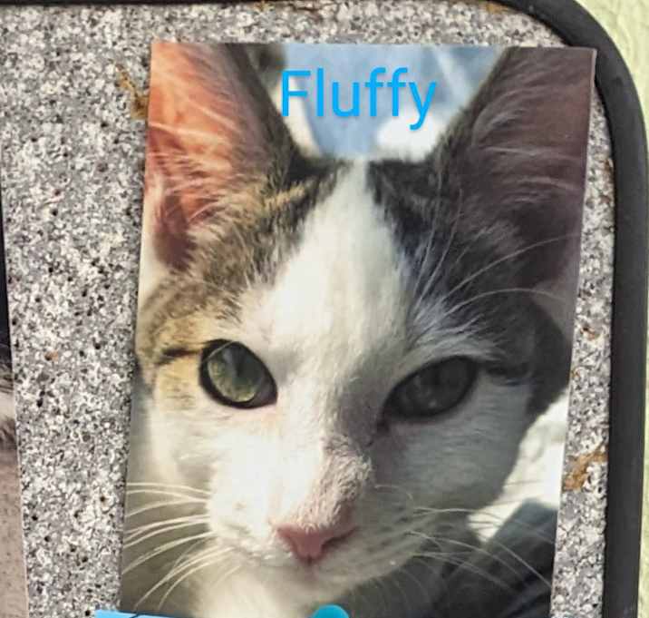 Photo of Fluffy