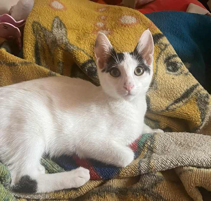 Photo of Domino