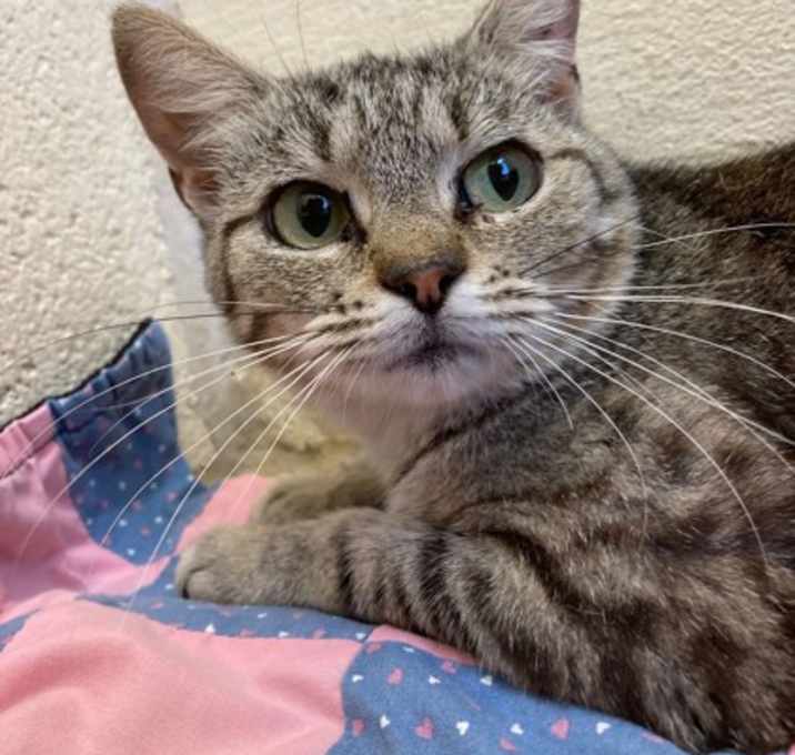 Photo of Tawny