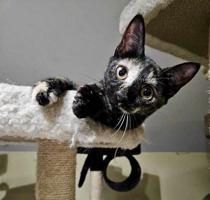 Photo of Owl Eyes