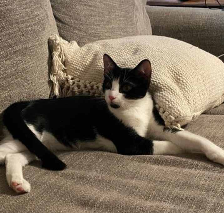 Photo of Boba ( Napa GDS)